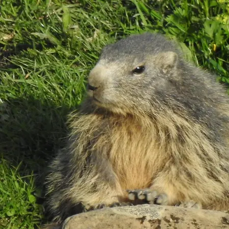 Couette-café Dolcemente *