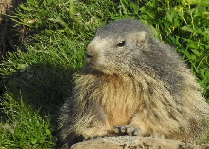 ベッド・アンド・ブレックファスト Dolcemente *